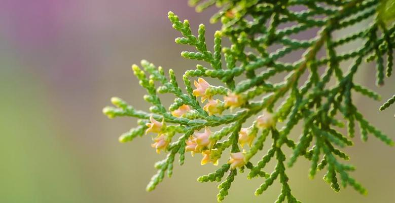 探秘柏树开花的神秘预兆（解密柏树开花的标志和方法）