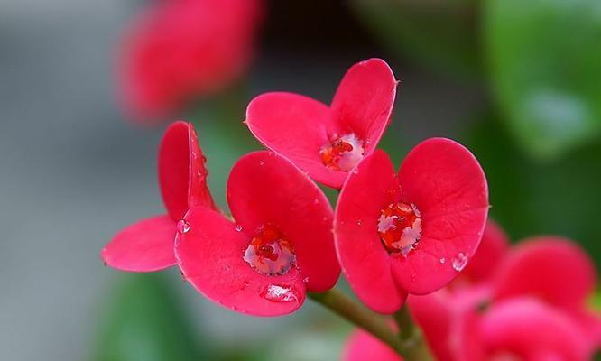 铁海棠花语之美——映现坚韧和独立的生命力