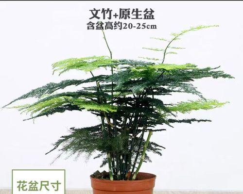 文竹盆栽的寓意与养护方法（净化空气）