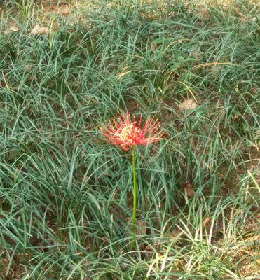 夏水仙花语之美——盛夏花海中的清新与坚韧（夏水仙花语）