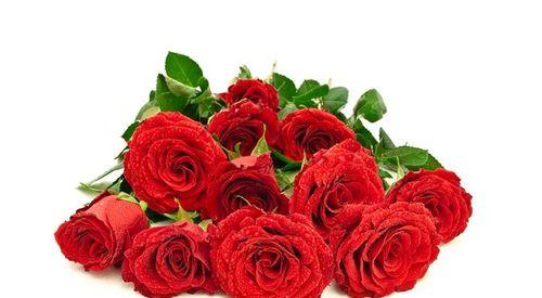 玫瑰花语之16朵玫瑰的深意（玫瑰花语的浪漫语言与情感传达）
