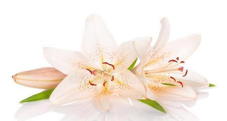 白百合花的象征意义与传统用途（探寻白百合花在不同文化中的多重含义）