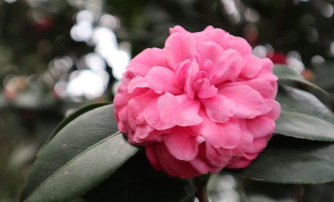 白茶花的花语和寓意（探寻白茶花的神秘诉说）