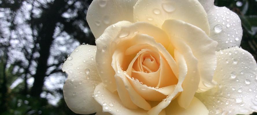 白玫瑰的含义和象征意义（纯洁）