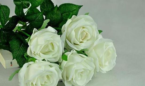 白玫瑰的花语（白色花朵传递着无尽的祝福与爱意）