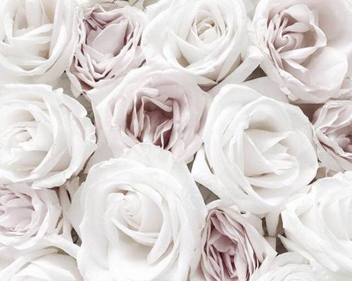 白玫瑰的花语（白色花朵传递着无尽的祝福与爱意）