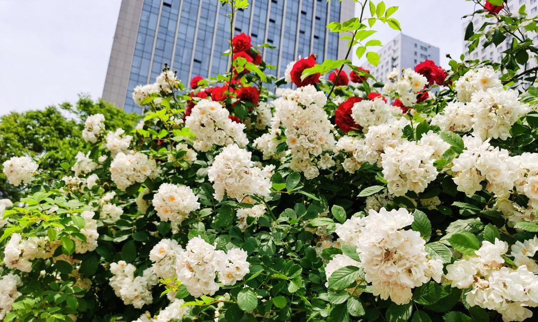 白色蔷薇花的花语（纯洁与无暇的象征）