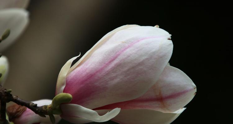 白玉兰花的象征意义与传承（传承千年的花语文化与美丽传说）