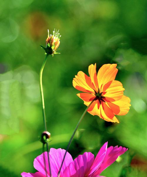 波斯菊花语与传说（传承千年的神奇花卉）