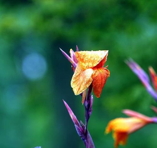 菖蒲花的花语及其意义（菖蒲花的传统象征与现代诠释）