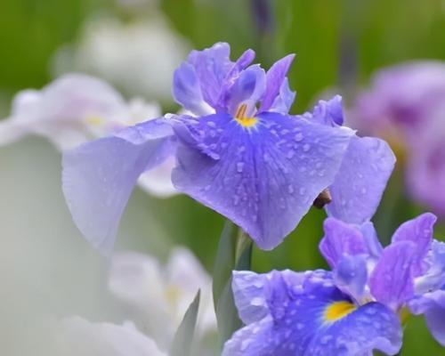 菖蒲花的花语及其意义（菖蒲花的传统象征与现代诠释）