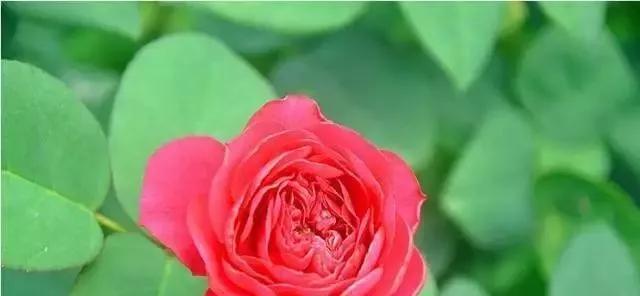 橙玫瑰的花语意味着什么（解读橙玫瑰花的隐藏意义）