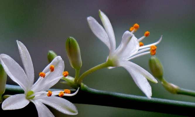 吊兰花的花语和象征意义（探寻吊兰花的花语与象征意义）