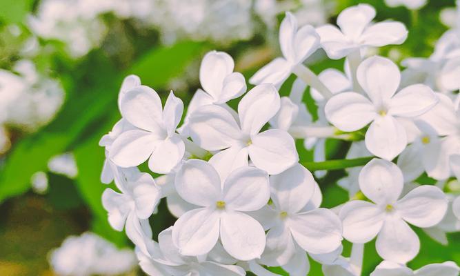 丁香花的花语与象征意义（探寻丁香花背后的深意）