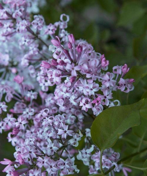 丁香花的花语与象征意义（探寻丁香花背后的深意）