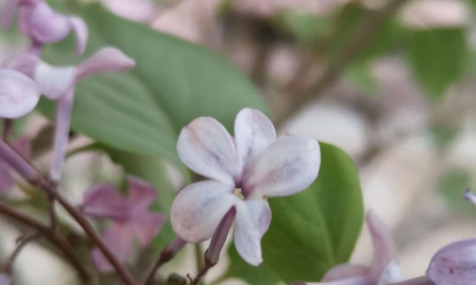 丁香花花语（用丁香花语）