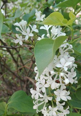 丁香花花语（用丁香花语）