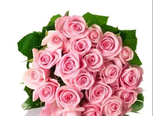 九朵粉玫瑰的象征意义（解读九朵粉玫瑰所代表的情感与寓意）