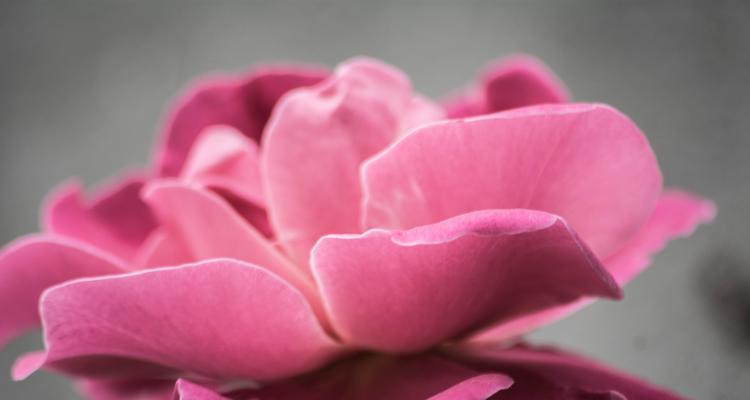 粉玫瑰（探寻粉玫瑰在不同文化中的意义与象征）