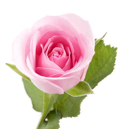 粉色玫瑰的象征意义及传承之美（探寻粉色玫瑰的浪漫与温柔）