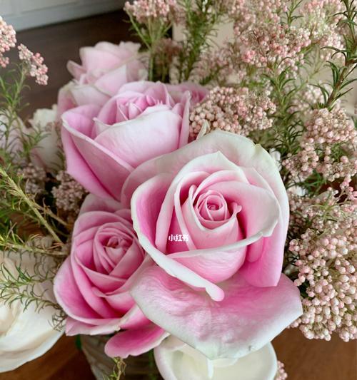 粉色玫瑰的美丽与象征意义（揭示粉色玫瑰的浪漫与温柔）
