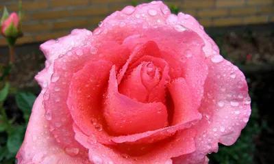 粉色玫瑰花的意义与象征（探索粉色玫瑰花所代表的爱情）