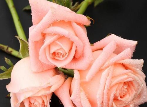 粉色玫瑰花的花语与寓意（探寻粉色玫瑰花所传递的浪漫与温柔）