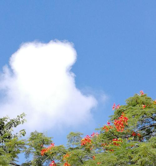 凤凰花——生生不息，焕发希望的花朵（凤凰花花语解析及其象征意义）