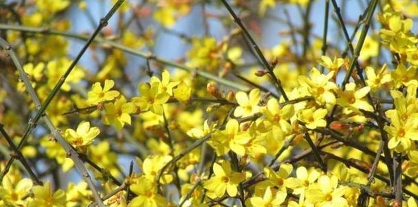 枸杞花的花语与传说（探寻枸杞花的隐秘与魅力）