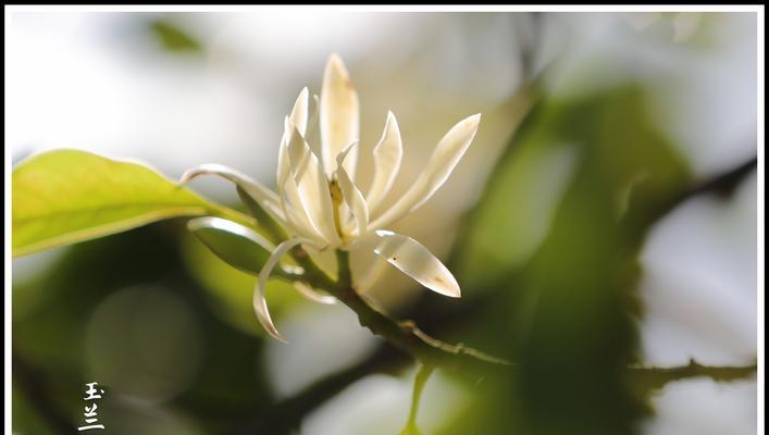 含笑花的花语与意义（一朵笑容绽放的花——含笑花）