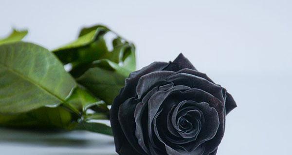 黑玫瑰（揭秘黑玫瑰的花语和寓意）