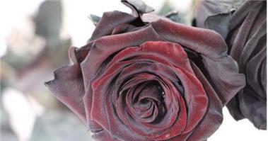 黑玫瑰的花语（浪漫、神秘、迷人）
