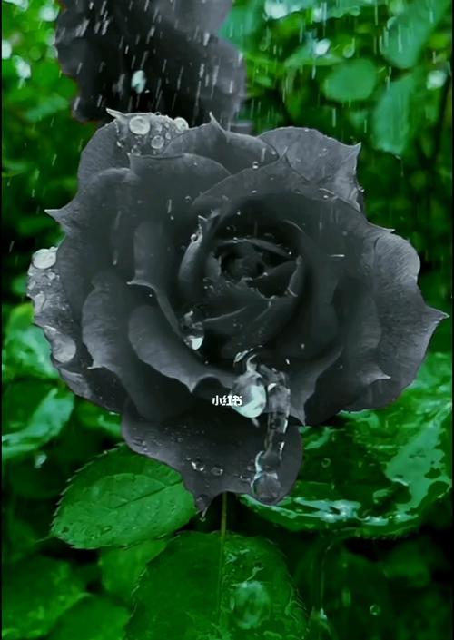 黑玫瑰花语（探寻黑玫瑰背后的花语密码）
