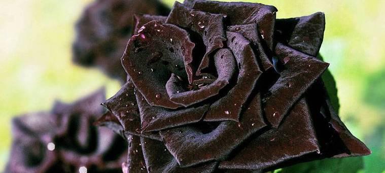 黑玫瑰的花语与寓意（深邃神秘的黑色花朵）