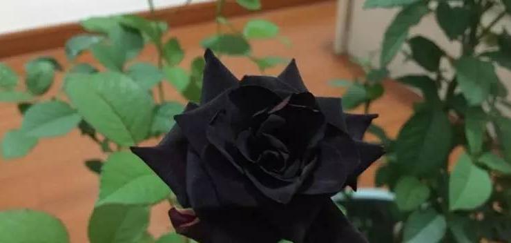 黑玫瑰花语与寓意解读（黑玫瑰的神秘之美与情感的深度）