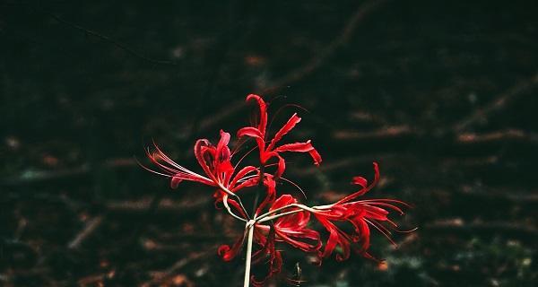 黑色彼岸花（花开如黯）