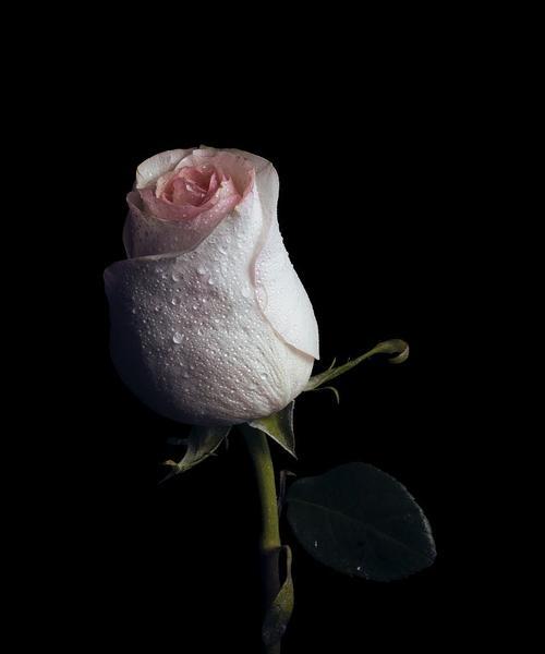 黑色玫瑰的神秘花语（探索黑色玫瑰传递的五种深意）
