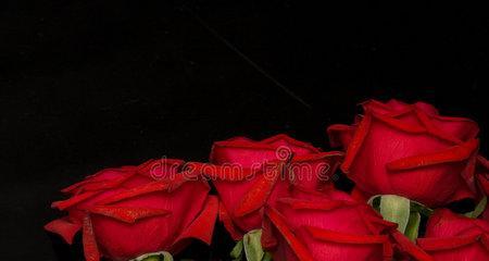黑色玫瑰（一朵散发着神秘魅力的花朵）