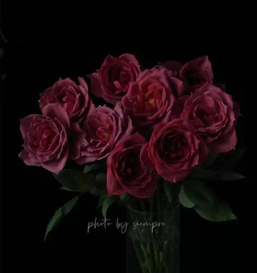 黑色玫瑰花语（黑色玫瑰花的花语解析与传达的情感）