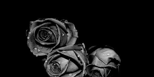 黑色玫瑰花语的神秘诠释（探寻黑色玫瑰背后的情感世界）
