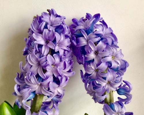 黑紫色马蹄莲的花语与寓意（探秘黑紫色马蹄莲的神秘之美）