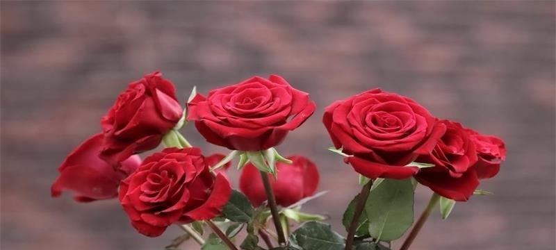 红玫瑰的含义与象征（探寻爱情和热情之花中的浪漫与诗意）
