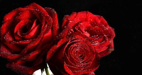 卡罗拉红玫瑰花语的浪漫魅力（传递爱与热情的卡罗拉红玫瑰）