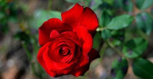 红玫瑰的花语与寓意（探索红玫瑰的含义和象征意义）