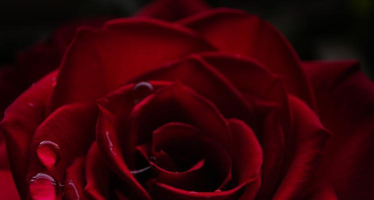 红色玫瑰的象征意义（红色玫瑰的浓情蜜意与热烈爱情）