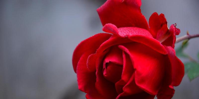 红色玫瑰的花语（用红色玫瑰传递爱情的激情与温柔）
