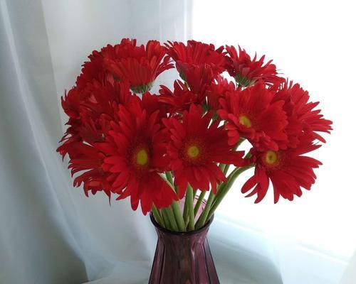 红色太阳花的寓意与花语（揭示红色太阳花的象征意义与美好寓意）