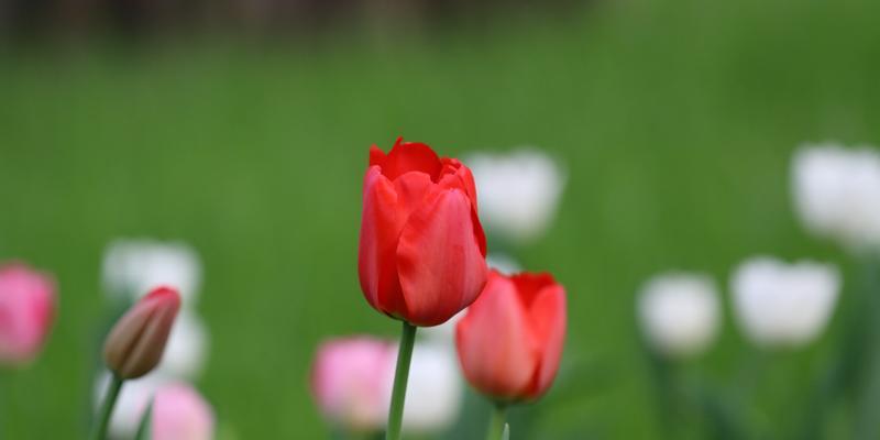 红色郁金香的花语——传递爱与热情（红色郁金香）