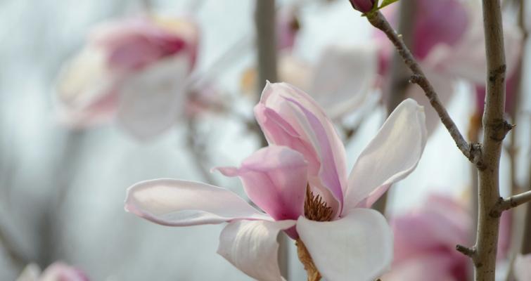 红玉兰花的寓意（红玉兰花之美与象征）