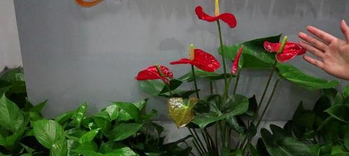 红掌花之美——象征与花语（探寻红掌花的寓意和传统象征）